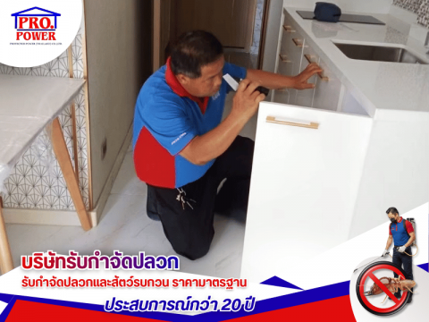 รับกำจัดปลวกด่วน พัทยา